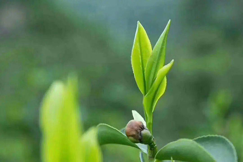 探秘中国绿茶之美：碧螺春